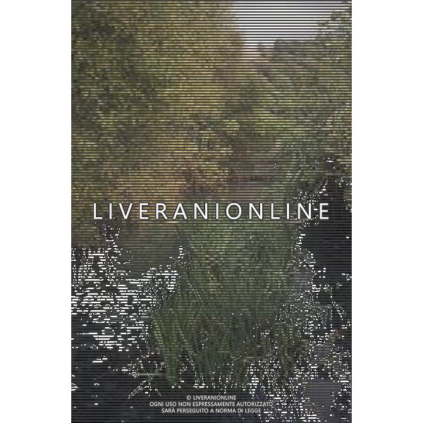 DIAP- ISRAELE -CESAREA NELLA FOTO SORGENTI DEL FIUME GIORDANO AG ALDO LIVERANI SAS
