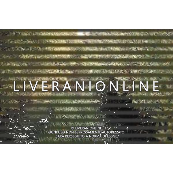 DIAP- ISRAELE -CESAREA NELLA FOTO SORGENTI DEL FIUME GIORDANO AG ALDO LIVERANI SAS