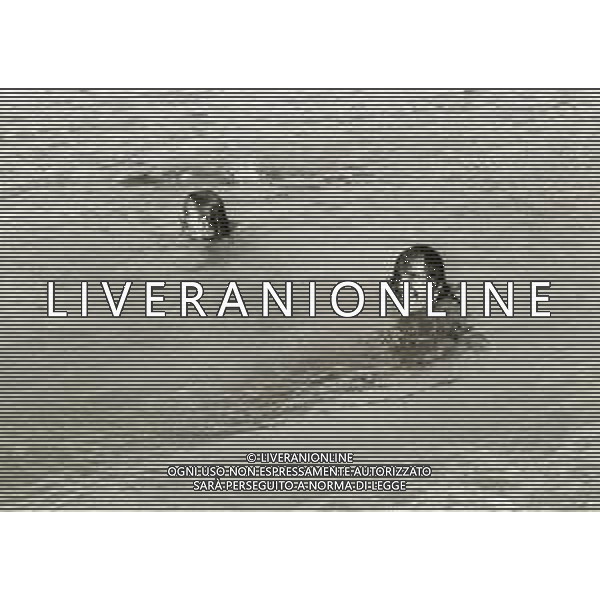 RETROSPETTIVA GINO SANTERCOLE CON MELU\' VALENTE NELLA FOTO GINO SANTERCOLE CON MELU\' VALENTE AG ALDO LIVERANI SAS