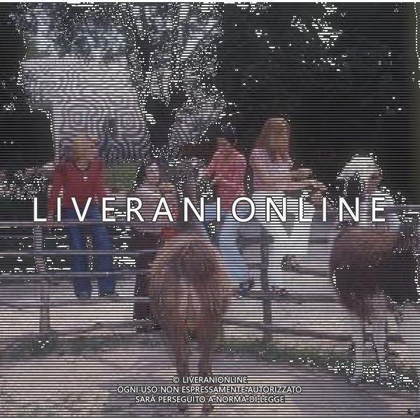COL-RETROSPETTIVA COMPLESSO MUSICALE RICCHI E POVERI NELLA FOTO ANGELO SOTGIU -MARINA OCCHIENA-ANGELA BRAMBATI E FRANCO GATTI COMPLESSO MUSICALE DEI RICCHI E POVERI NELL\'ANNO 1972 ALLO ZOO SUL GARDA AG ALDO LIVERANI SAS