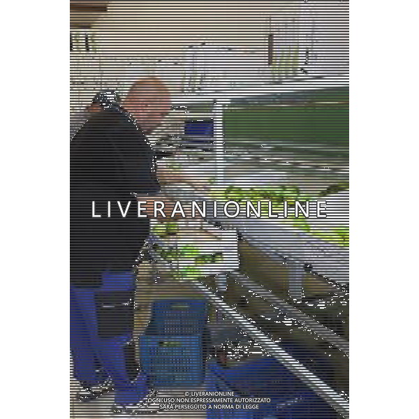 Reggio Calabria 01/11/2023 Località Aretina. Azienda Agricola Bergamotto Fortugno. In foto: Operai sistemano nelle cassette il Bergamotto selezionato dalla macchina per peso. FOTO PASQUALE GAREFFA-AG ALDO LIVERANI SAS