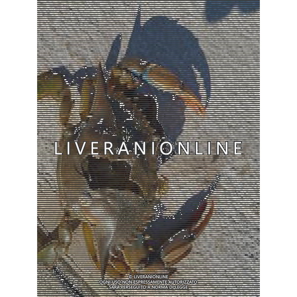 Il granchio reale blu, o granchio azzurro e\' un crostaceo considerato una della specie aliene piu\' invasive nel Mediterraneo. Rimini Novembre 2023 © AGENZIA ALDO LIVERANI SAS