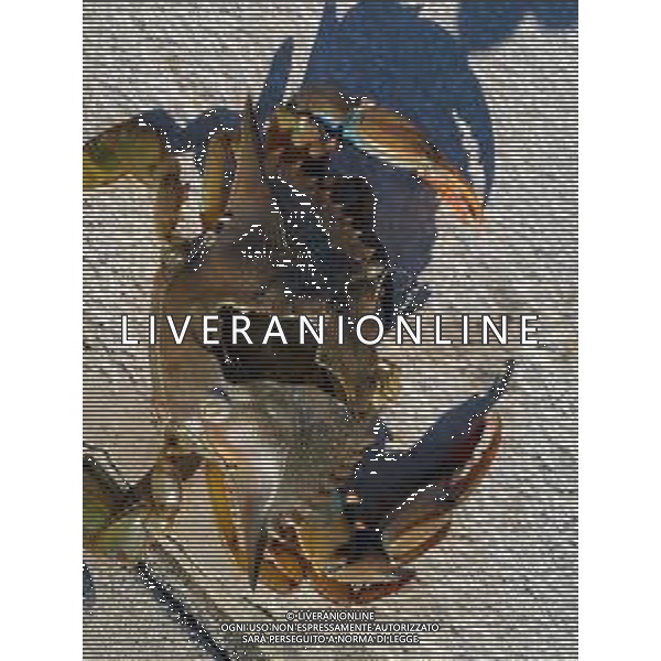 Il granchio reale blu, o granchio azzurro e\' un crostaceo considerato una della specie aliene piu\' invasive nel Mediterraneo. Rimini Novembre 2023 © AGENZIA ALDO LIVERANI SAS