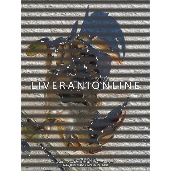 Il granchio reale blu, o granchio azzurro e\' un crostaceo considerato una della specie aliene piu\' invasive nel Mediterraneo. Rimini Novembre 2023 © AGENZIA ALDO LIVERANI SAS
