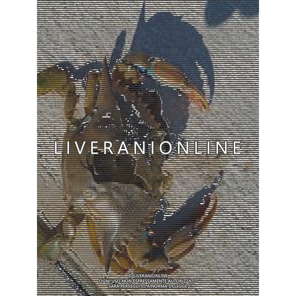 Il granchio reale blu, o granchio azzurro e\' un crostaceo considerato una della specie aliene piu\' invasive nel Mediterraneo. Rimini Novembre 2023 © AGENZIA ALDO LIVERANI SAS