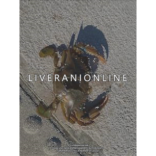 Il granchio reale blu, o granchio azzurro e\' un crostaceo considerato una della specie aliene piu\' invasive nel Mediterraneo. Rimini Novembre 2023 © AGENZIA ALDO LIVERANI SAS
