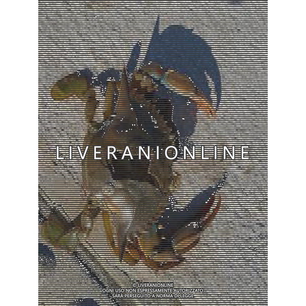 Il granchio reale blu, o granchio azzurro e\' un crostaceo considerato una della specie aliene piu\' invasive nel Mediterraneo. Rimini Novembre 2023 © AGENZIA ALDO LIVERANI SAS