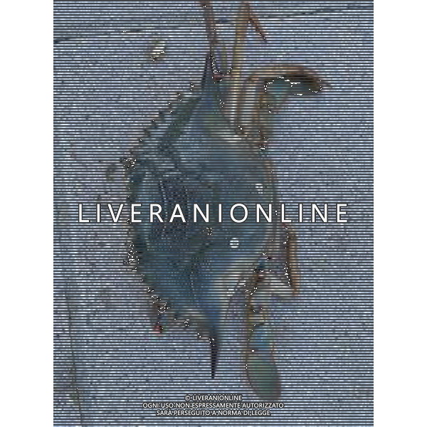 Il granchio reale blu, o granchio azzurro e\' un crostaceo considerato una della specie aliene piu\' invasive nel Mediterraneo. Rimini Novembre 2023 © AGENZIA ALDO LIVERANI SAS