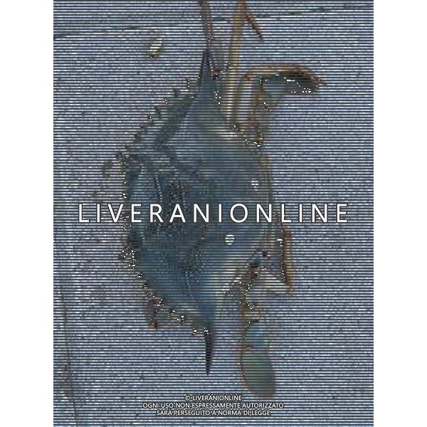 Il granchio reale blu, o granchio azzurro e\' un crostaceo considerato una della specie aliene piu\' invasive nel Mediterraneo. Rimini Novembre 2023 © AGENZIA ALDO LIVERANI SAS