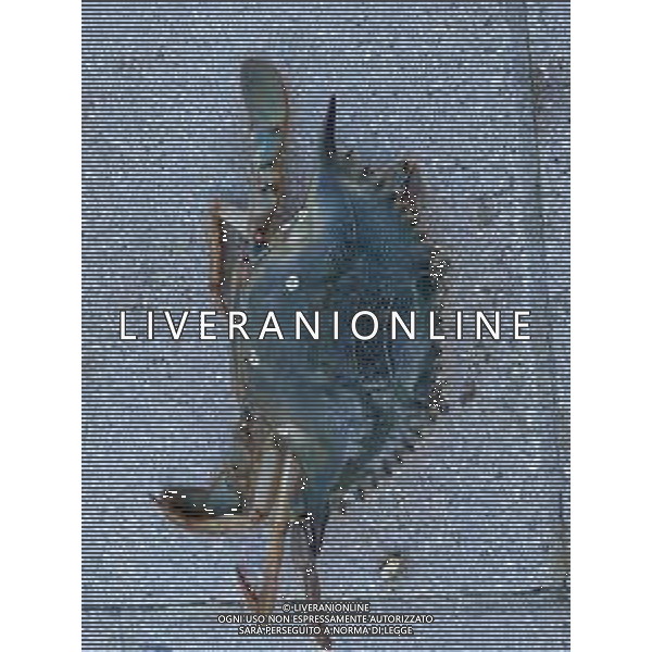 Il granchio reale blu, o granchio azzurro e\' un crostaceo considerato una della specie aliene piu\' invasive nel Mediterraneo. Rimini Novembre 2023 © AGENZIA ALDO LIVERANI SAS