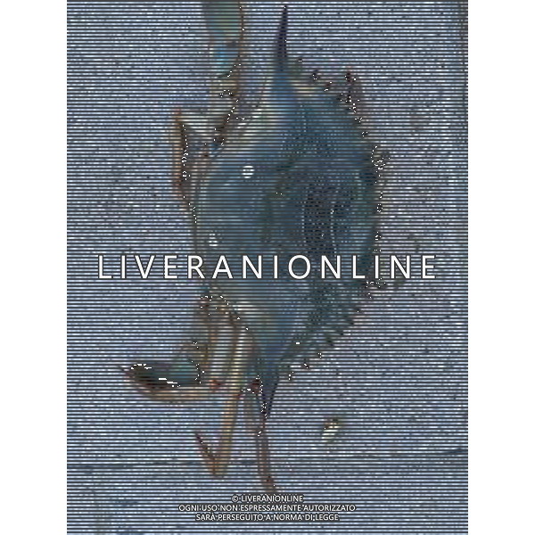Il granchio reale blu, o granchio azzurro e\' un crostaceo considerato una della specie aliene piu\' invasive nel Mediterraneo. Rimini Novembre 2023 © AGENZIA ALDO LIVERANI SAS