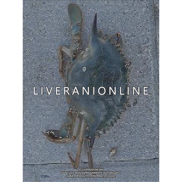 Il granchio reale blu, o granchio azzurro e\' un crostaceo considerato una della specie aliene piu\' invasive nel Mediterraneo. Rimini Novembre 2023 © AGENZIA ALDO LIVERANI SAS