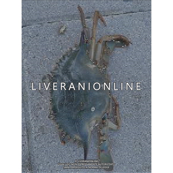 Il granchio reale blu, o granchio azzurro e\' un crostaceo considerato una della specie aliene piu\' invasive nel Mediterraneo. Rimini Novembre 2023 © AGENZIA ALDO LIVERANI SAS