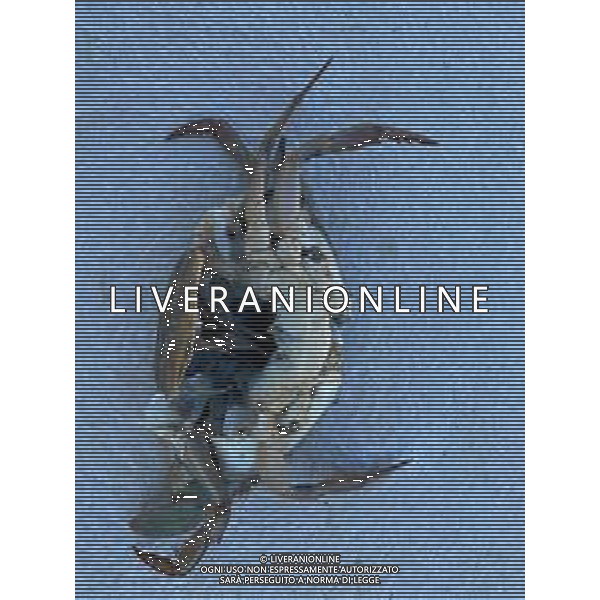 Il granchio reale blu, o granchio azzurro e\' un crostaceo considerato una della specie aliene piu\' invasive nel Mediterraneo. Rimini Novembre 2023 © AGENZIA ALDO LIVERANI SAS