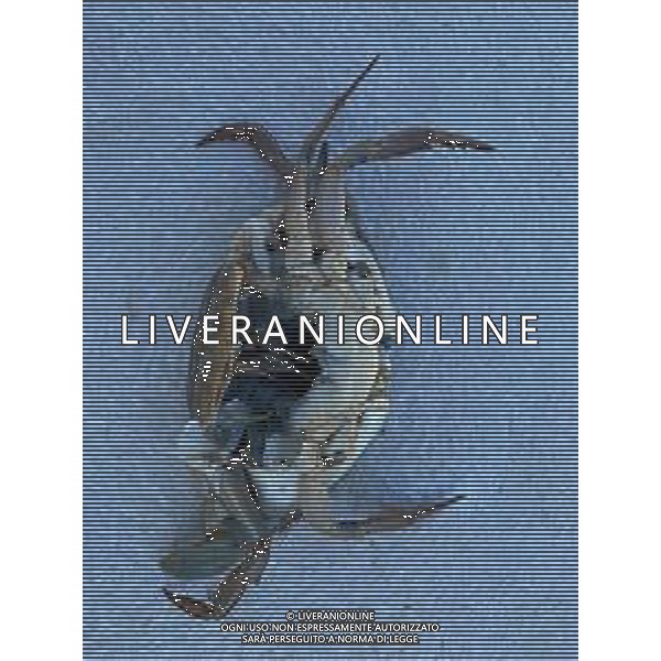 Il granchio reale blu, o granchio azzurro e\' un crostaceo considerato una della specie aliene piu\' invasive nel Mediterraneo. Rimini Novembre 2023 © AGENZIA ALDO LIVERANI SAS