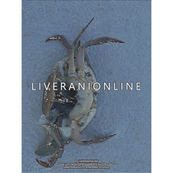 Il granchio reale blu, o granchio azzurro e\' un crostaceo considerato una della specie aliene piu\' invasive nel Mediterraneo. Rimini Novembre 2023 © AGENZIA ALDO LIVERANI SAS