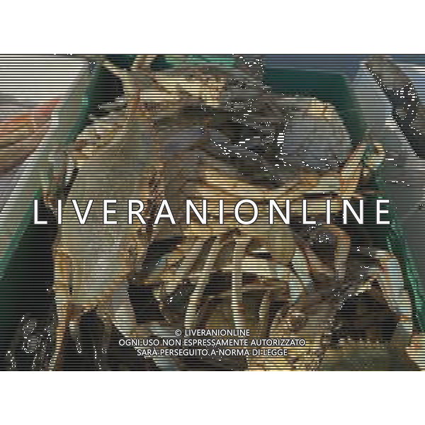 Il granchio reale blu, o granchio azzurro e\' un crostaceo considerato una della specie aliene piu\' invasive nel Mediterraneo. Rimini Novembre 2023 © AGENZIA ALDO LIVERANI SAS