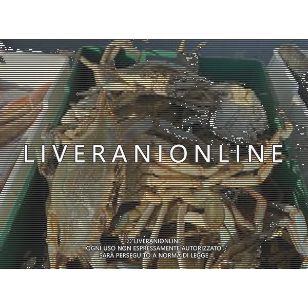 Il granchio reale blu, o granchio azzurro e\' un crostaceo considerato una della specie aliene piu\' invasive nel Mediterraneo. Rimini Novembre 2023 © AGENZIA ALDO LIVERANI SAS