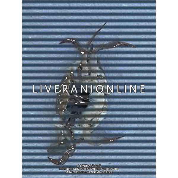 Il granchio reale blu, o granchio azzurro e\' un crostaceo considerato una della specie aliene piu\' invasive nel Mediterraneo. Rimini Novembre 2023 © AGENZIA ALDO LIVERANI SAS