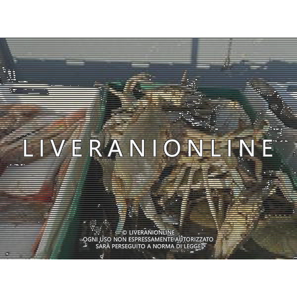 Il granchio reale blu, o granchio azzurro e\' un crostaceo considerato una della specie aliene piu\' invasive nel Mediterraneo. Rimini Novembre 2023 © AGENZIA ALDO LIVERANI SAS