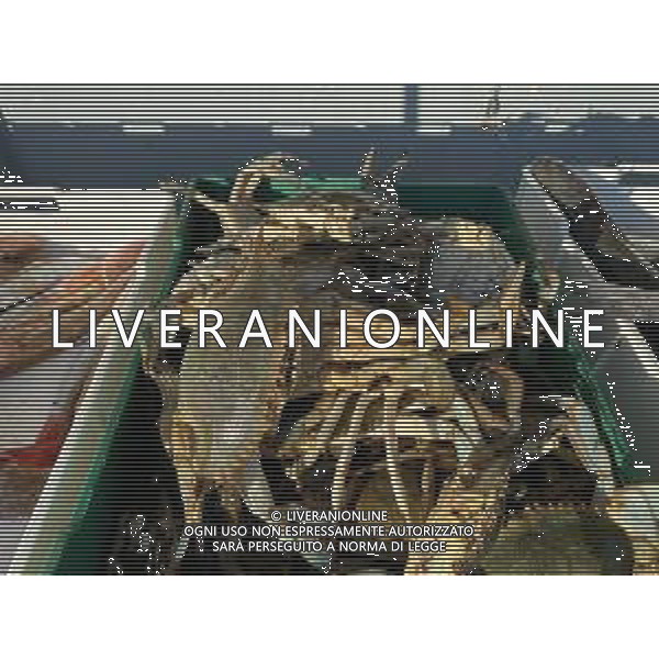 Il granchio reale blu, o granchio azzurro e\' un crostaceo considerato una della specie aliene piu\' invasive nel Mediterraneo. Rimini Novembre 2023 © AGENZIA ALDO LIVERANI SAS