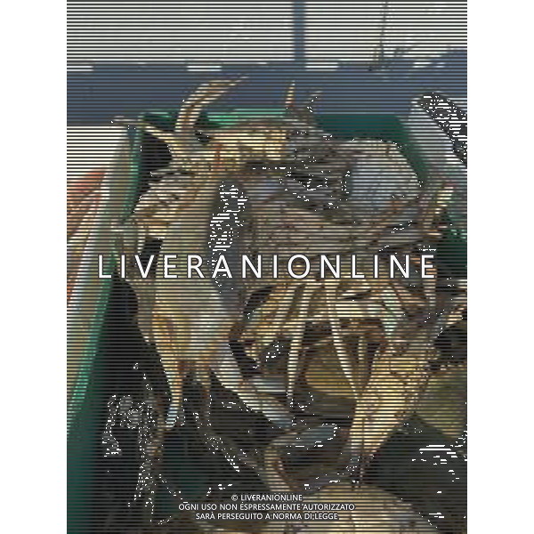 Il granchio reale blu, o granchio azzurro e\' un crostaceo considerato una della specie aliene piu\' invasive nel Mediterraneo. Rimini Novembre 2023 © AGENZIA ALDO LIVERANI SAS