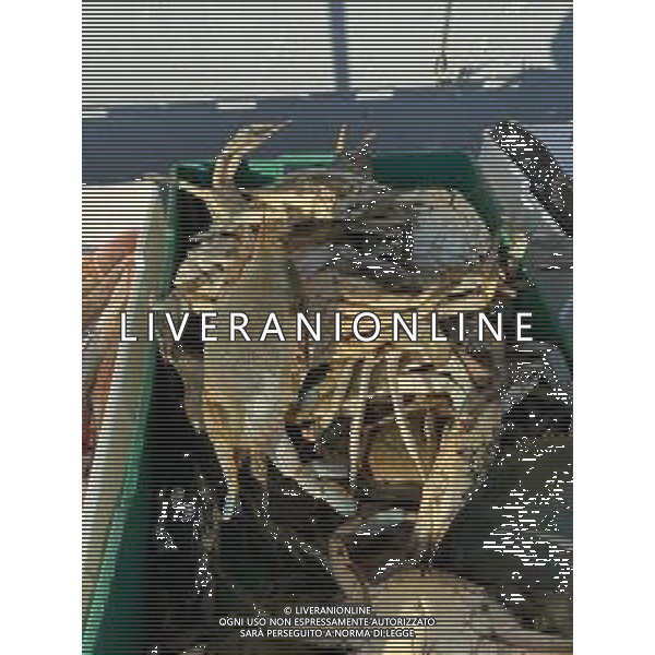 Il granchio reale blu, o granchio azzurro e\' un crostaceo considerato una della specie aliene piu\' invasive nel Mediterraneo. Rimini Novembre 2023 © AGENZIA ALDO LIVERANI SAS