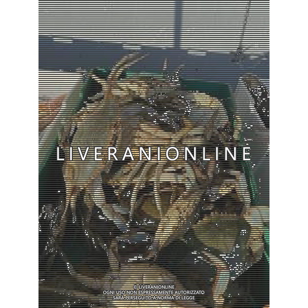 Il granchio reale blu, o granchio azzurro e\' un crostaceo considerato una della specie aliene piu\' invasive nel Mediterraneo. Rimini Novembre 2023 © AGENZIA ALDO LIVERANI SAS