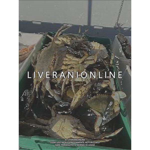 Il granchio reale blu, o granchio azzurro e\' un crostaceo considerato una della specie aliene piu\' invasive nel Mediterraneo. Rimini Novembre 2023 © AGENZIA ALDO LIVERANI SAS