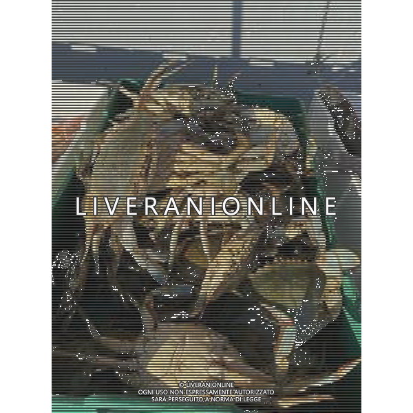 Il granchio reale blu, o granchio azzurro e\' un crostaceo considerato una della specie aliene piu\' invasive nel Mediterraneo. Rimini Novembre 2023 © AGENZIA ALDO LIVERANI SAS