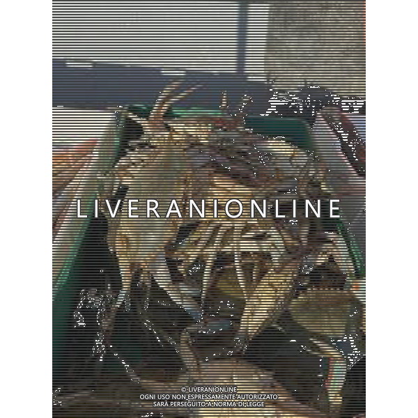 Il granchio reale blu, o granchio azzurro e\' un crostaceo considerato una della specie aliene piu\' invasive nel Mediterraneo. Rimini Novembre 2023 © AGENZIA ALDO LIVERANI SAS