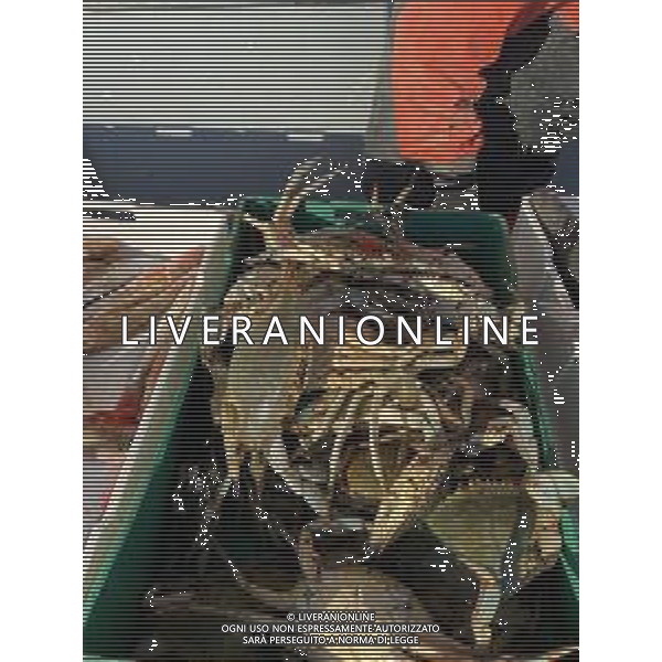 Il granchio reale blu, o granchio azzurro e\' un crostaceo considerato una della specie aliene piu\' invasive nel Mediterraneo. Rimini Novembre 2023 © AGENZIA ALDO LIVERANI SAS