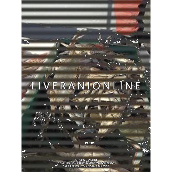 Il granchio reale blu, o granchio azzurro e\' un crostaceo considerato una della specie aliene piu\' invasive nel Mediterraneo. Rimini Novembre 2023 © AGENZIA ALDO LIVERANI SAS