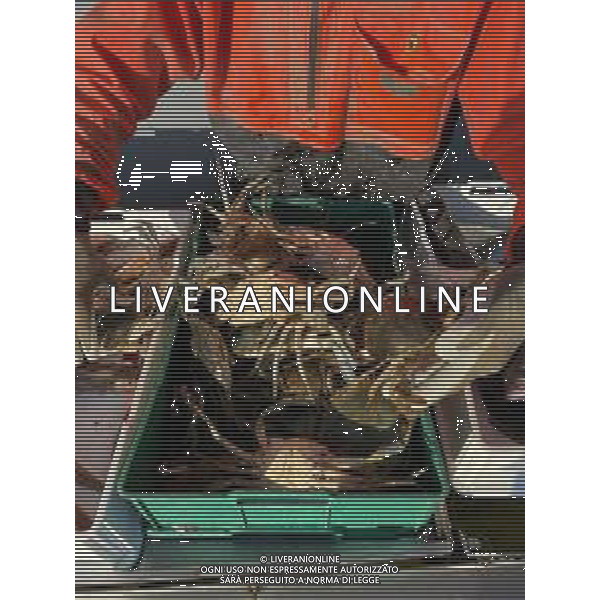 Il granchio reale blu, o granchio azzurro e\' un crostaceo considerato una della specie aliene piu\' invasive nel Mediterraneo. Rimini Novembre 2023 © AGENZIA ALDO LIVERANI SAS