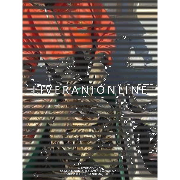Il granchio reale blu, o granchio azzurro e\' un crostaceo considerato una della specie aliene piu\' invasive nel Mediterraneo. Rimini Novembre 2023 © AGENZIA ALDO LIVERANI SAS