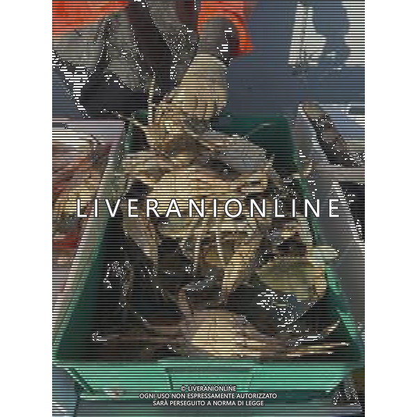 Il granchio reale blu, o granchio azzurro e\' un crostaceo considerato una della specie aliene piu\' invasive nel Mediterraneo. Rimini Novembre 2023 © AGENZIA ALDO LIVERANI SAS