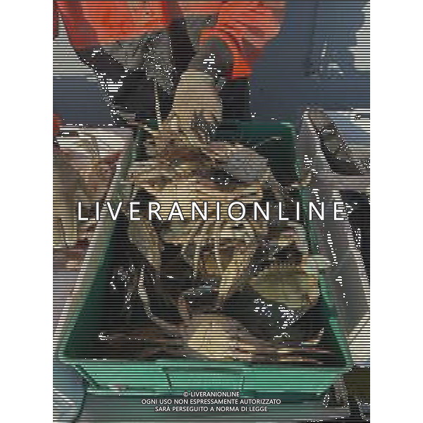Il granchio reale blu, o granchio azzurro e\' un crostaceo considerato una della specie aliene piu\' invasive nel Mediterraneo. Rimini Novembre 2023 © AGENZIA ALDO LIVERANI SAS