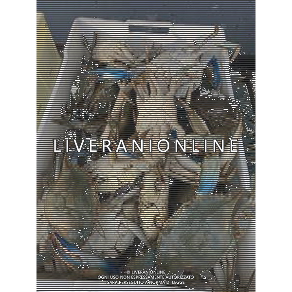 Il granchio reale blu, o granchio azzurro e\' un crostaceo considerato una della specie aliene piu\' invasive nel Mediterraneo. Rimini Novembre 2023 © AGENZIA ALDO LIVERANI SAS