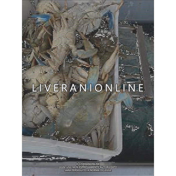 Il granchio reale blu, o granchio azzurro e\' un crostaceo considerato una della specie aliene piu\' invasive nel Mediterraneo. Rimini Novembre 2023 © AGENZIA ALDO LIVERANI SAS