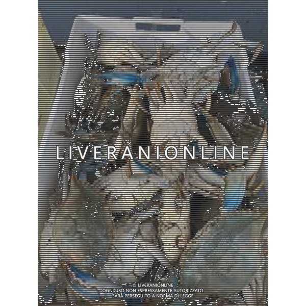 Il granchio reale blu, o granchio azzurro e\' un crostaceo considerato una della specie aliene piu\' invasive nel Mediterraneo. Rimini Novembre 2023 © AGENZIA ALDO LIVERANI SAS
