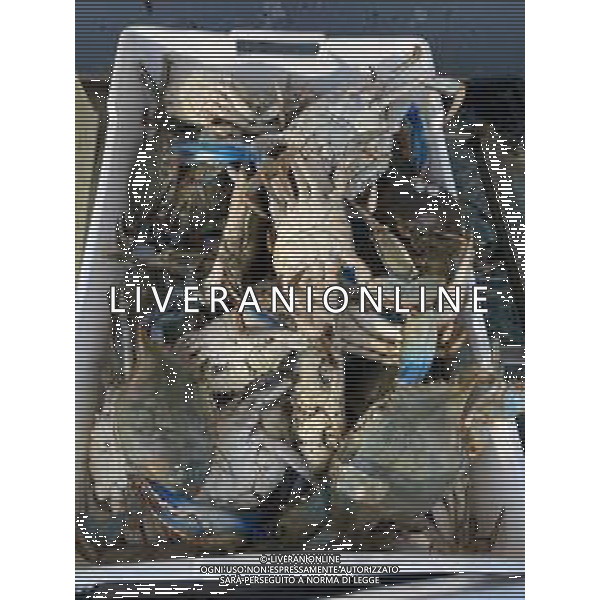 Il granchio reale blu, o granchio azzurro e\' un crostaceo considerato una della specie aliene piu\' invasive nel Mediterraneo. Rimini Novembre 2023 © AGENZIA ALDO LIVERANI SAS