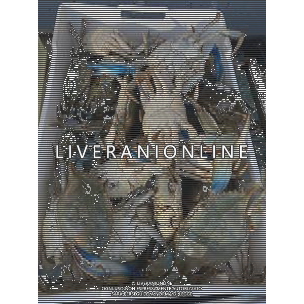 Il granchio reale blu, o granchio azzurro e\' un crostaceo considerato una della specie aliene piu\' invasive nel Mediterraneo. Rimini Novembre 2023 © AGENZIA ALDO LIVERANI SAS