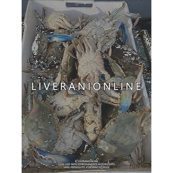 Il granchio reale blu, o granchio azzurro e\' un crostaceo considerato una della specie aliene piu\' invasive nel Mediterraneo. Rimini Novembre 2023 © AGENZIA ALDO LIVERANI SAS