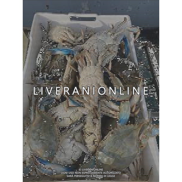 Il granchio reale blu, o granchio azzurro e\' un crostaceo considerato una della specie aliene piu\' invasive nel Mediterraneo. Rimini Novembre 2023 © AGENZIA ALDO LIVERANI SAS