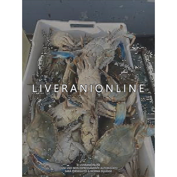 Il granchio reale blu, o granchio azzurro e\' un crostaceo considerato una della specie aliene piu\' invasive nel Mediterraneo. Rimini Novembre 2023 © AGENZIA ALDO LIVERANI SAS