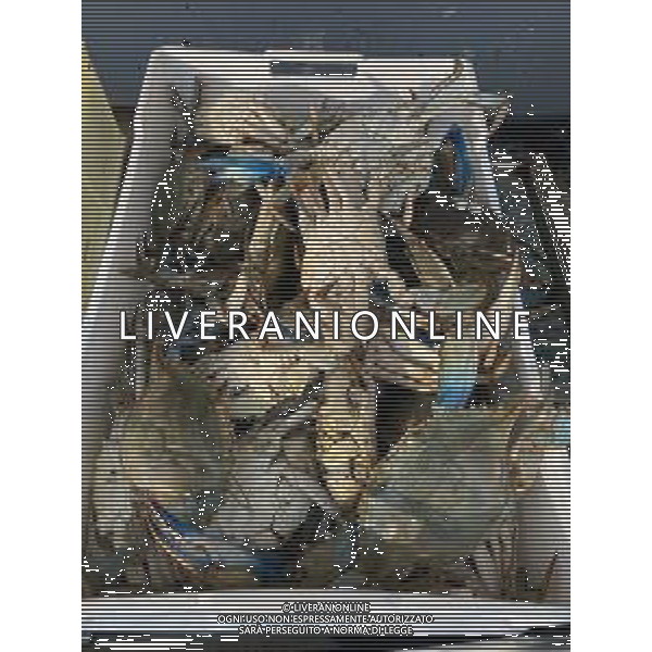 Il granchio reale blu, o granchio azzurro e\' un crostaceo considerato una della specie aliene piu\' invasive nel Mediterraneo. Rimini Novembre 2023 © AGENZIA ALDO LIVERANI SAS