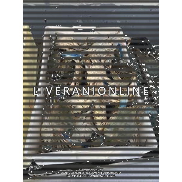 Il granchio reale blu, o granchio azzurro e\' un crostaceo considerato una della specie aliene piu\' invasive nel Mediterraneo. Rimini Novembre 2023 © AGENZIA ALDO LIVERANI SAS