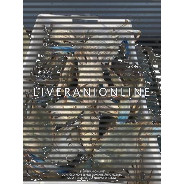 Il granchio reale blu, o granchio azzurro e\' un crostaceo considerato una della specie aliene piu\' invasive nel Mediterraneo. Rimini Novembre 2023 © AGENZIA ALDO LIVERANI SAS