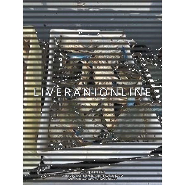 Il granchio reale blu, o granchio azzurro e\' un crostaceo considerato una della specie aliene piu\' invasive nel Mediterraneo. Rimini Novembre 2023 © AGENZIA ALDO LIVERANI SAS