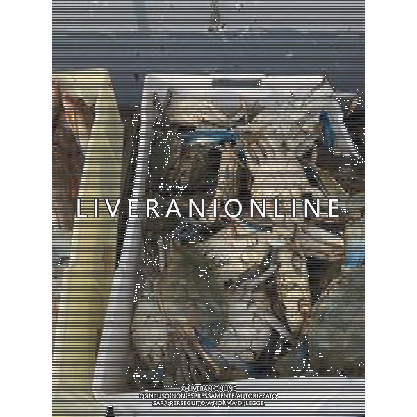 Il granchio reale blu, o granchio azzurro e\' un crostaceo considerato una della specie aliene piu\' invasive nel Mediterraneo. Rimini Novembre 2023 © AGENZIA ALDO LIVERANI SAS